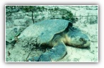 Kemp's Ridley Sea Turtle